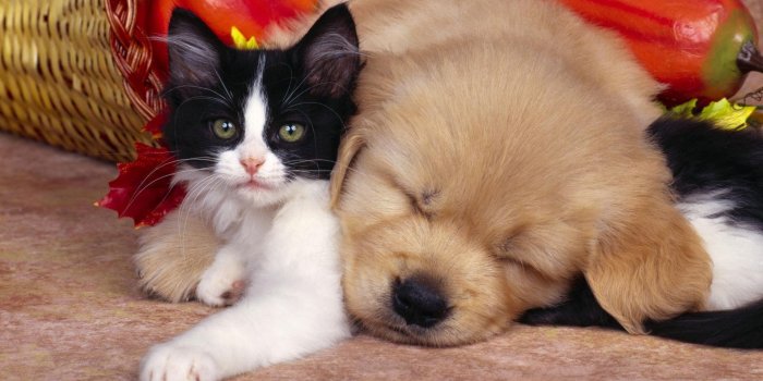 1920x1080 Cute Funny Dog And Cat Pics Wallpaper - Animal Cub Hd, Hd