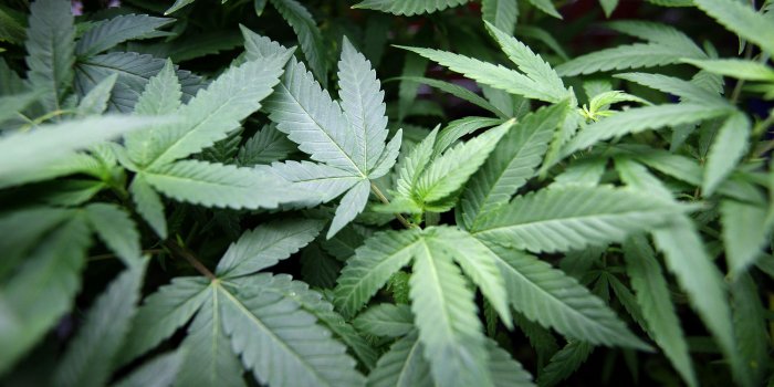 2500x1667 Smoking weed: When is someone too high to drive?