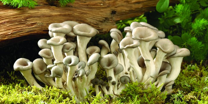 1680x1050 California Activists Take First Steps To Decriminalize Psilocybin