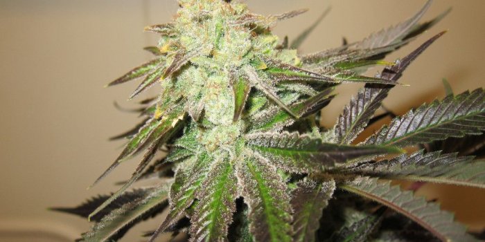 1024x768 High Times Wallpapers Group (30+)