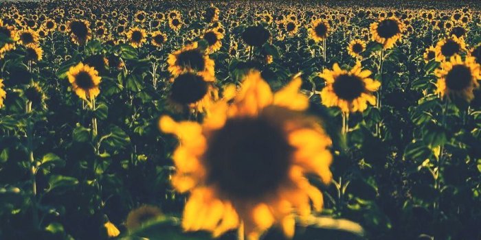 900x1350 sunflowers sunshine daydream by INdigo SUnsHine