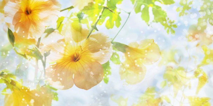 1600x900 Yellow flowers sunshine hd wallpaper | 1600x900 | #32595