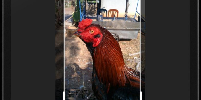 1210x2375 Gamecock Wallpapers HD for Android - APK Download