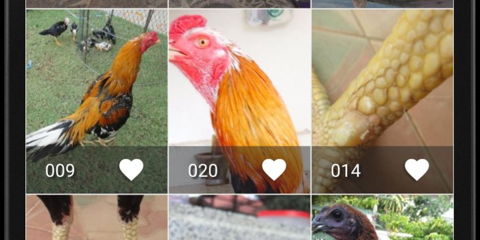 1210x2375 Gamecock Wallpapers HD for Android - APK Download