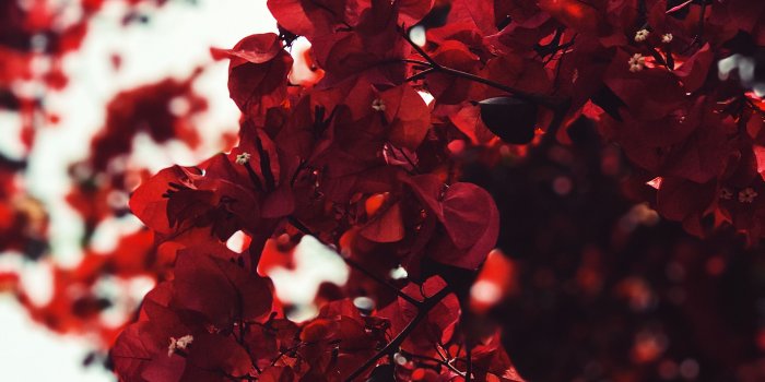 3024x4032 Red Wallpapers: Free HD Download [500+ HQ] | Unsplash