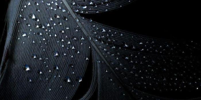 736x1177 Black Feather Wallpapers