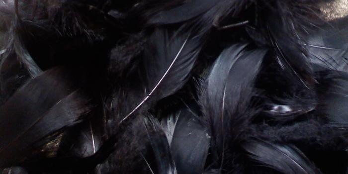 1600x900 Free download feather wallpaper black feather background black