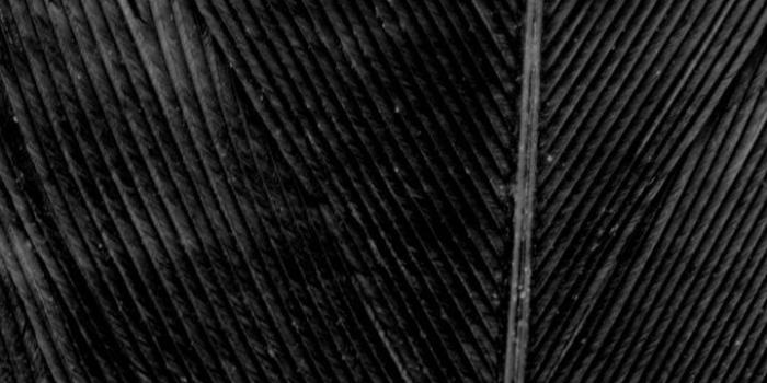 720x1280 Black Feather wallpaper by BillyAnalog - db - Free on ZEDGE™