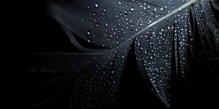 1920x1080 Black Feather Water Drops Wallpapers