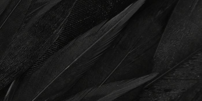 1278x2208 Black feathers | Feather background, Black feathers