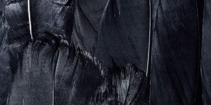 1440x2560 Wallpaper Feathers, Black, Dark - Background Black Hd - 1440x2560