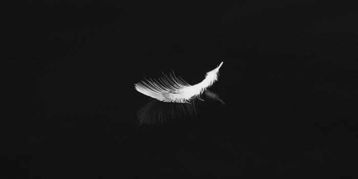 3510x2340 Download wallpaper 3510x2340 feather, reflection, white, bw
