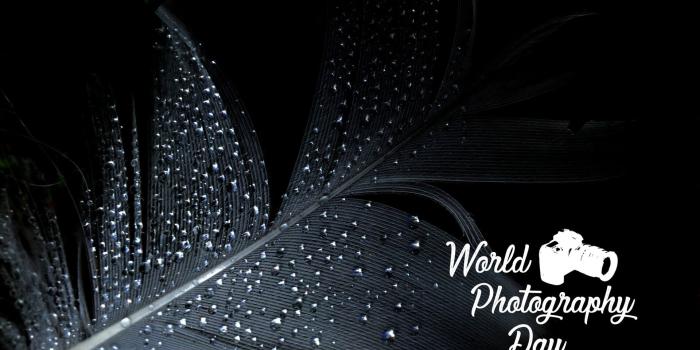1920x1200 World Photography Day Water Drops Black Feather Wallpaper