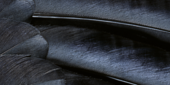 1152x2048 44+] Feathers iPhone Wallpaper on WallpaperSafari