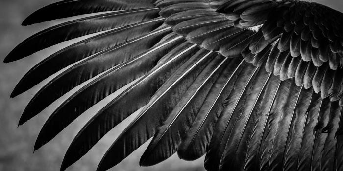 2048x1365 Feather Wings HD Wallpaper | Background Image | 2048x1365 | ID