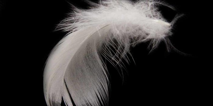 1600x1200 Best 52+ Feather Black Background on HipWallpaper | Black
