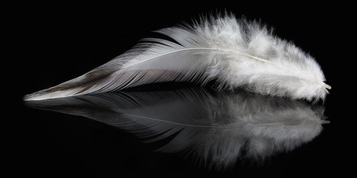 5432x2923 Hd Wallpaper - Black And White Feather 3d (#697561) - HD Wallpaper