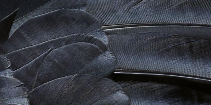 750x1334 Free download black feather wallpaper [750x1334] for your Desktop