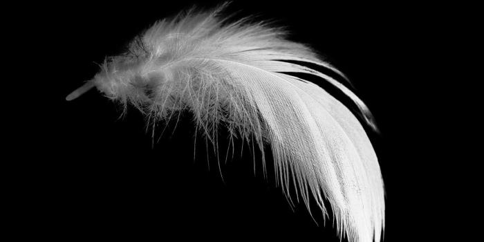 1332x850 Wallpaper white, black, feathers images for desktop, section макро