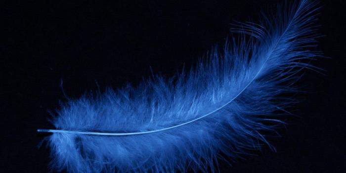 1920x1200 Black Feather Wallpapers