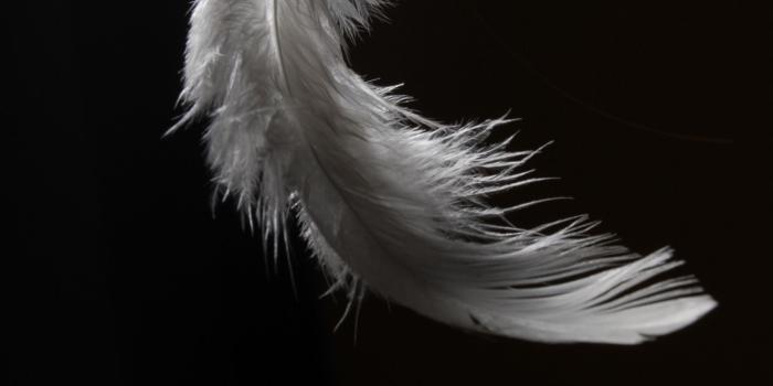 1800x2700 Chase the Wind | Feather wallpaper, Black, white photography