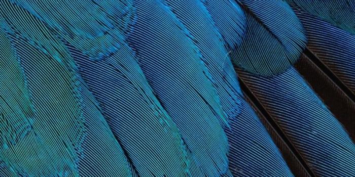 800x1200 Wallpaper Feathers, Black, Background, Blue - Blue Feather, Hd