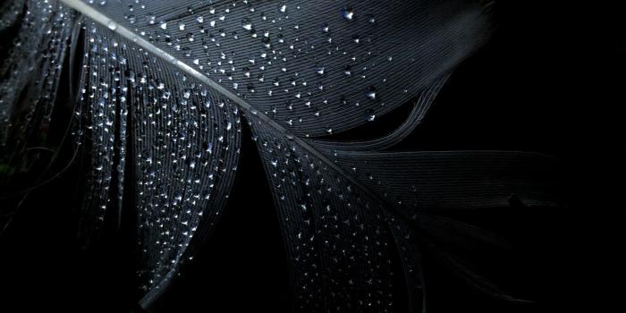 1920x1200 Black Feathers Wallpaper | Info