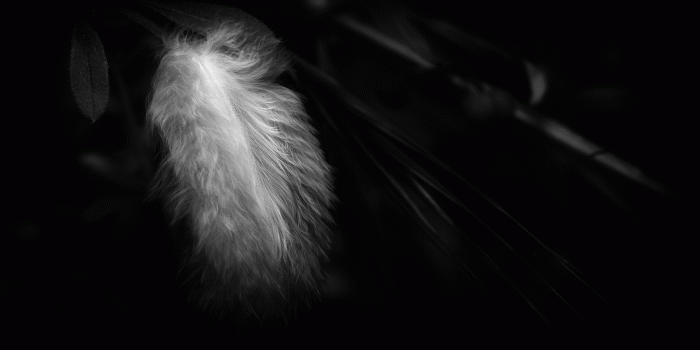 2560x1438 Black Feather Wallpapers