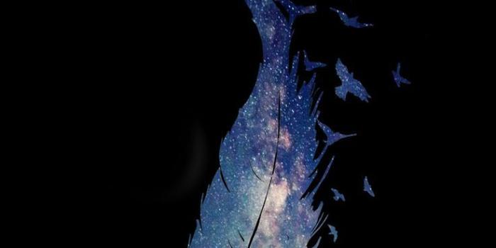 736x1308 Feather iPhone wallpaper | iPhone lock screen wallpaper