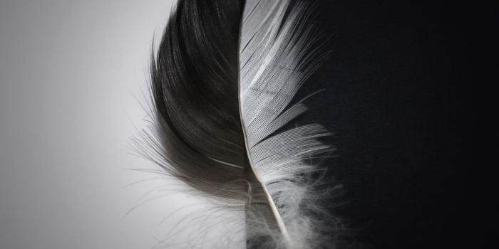 1024x768 Feather Wallpaper Hd posted by Michelle Simpson