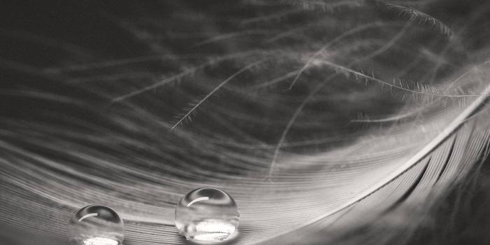 1440x1280 Feather wallpaper by Zomka - 0c - Free on ZEDGE™