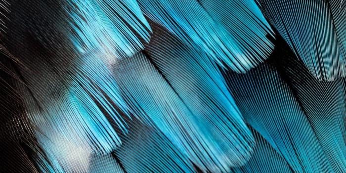 1242x2688 black and blue feather iPhone 11 Wallpapers Free Download