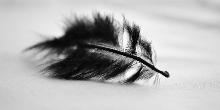 3840x2560 feather wallpapers and backgrounds