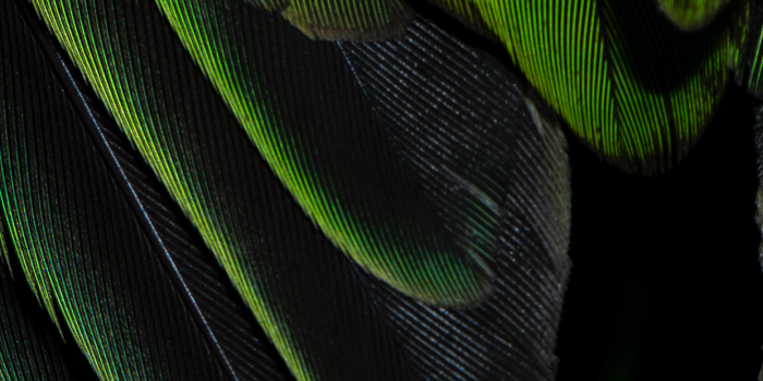 1242x2688 Feather Wallpaper for iPhone X, 8, 7, 6 - Free Download on 3Wallpapers