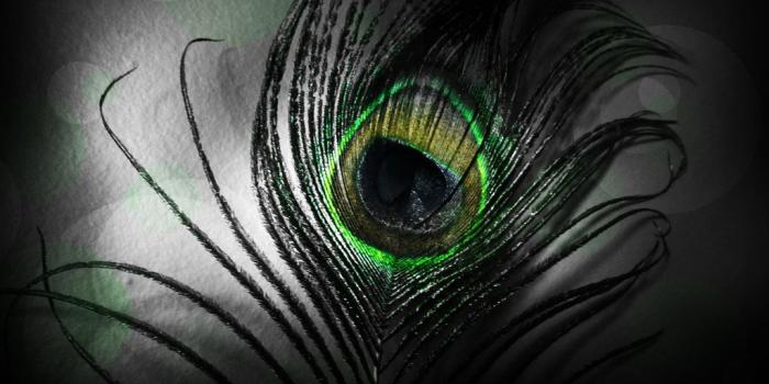 1024x768 Peacock Feather wallpaper | Feather wallpaper