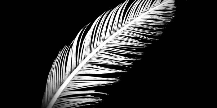 4608x3456 Withered Feather - White Feather Black Background (#2030435) - HD