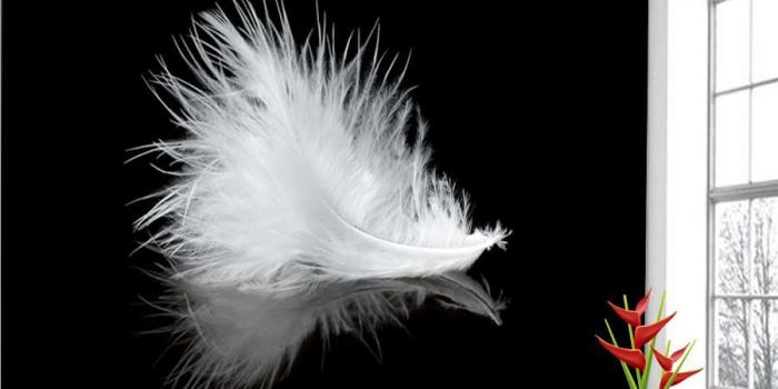 900x900 ShineHome Modern Large Wallpaper Black White Feather Simple Line