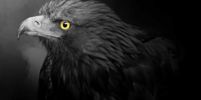 1920x1200 Wallpaper Eagle, black feathers, yellow eyes 1920x1200 HD Picture
