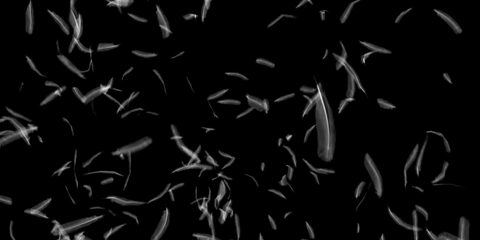 1920x1080 Free download Feathers falling against black Motion Background