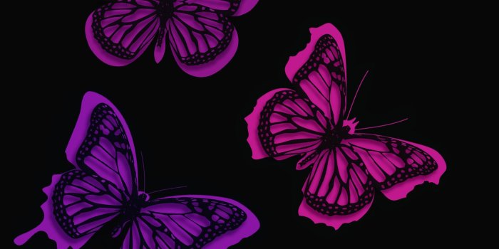 1920x1618 Butterfly HD Wallpaper | Background Image | 1920x1618 | ID:685228