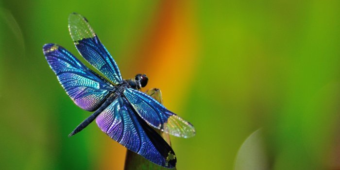2048x1360 Best 37+ Dragon Flies Background on HipWallpaper | Flowers