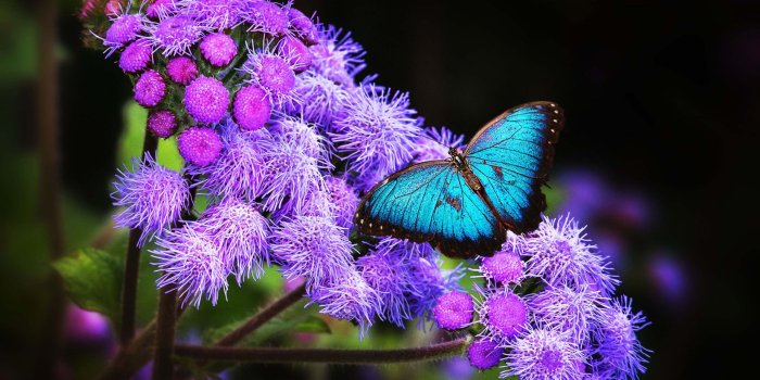 2560x1600 Blue Butterfly on purple flowers 4K Ultra HD Wallpaper for Desktop