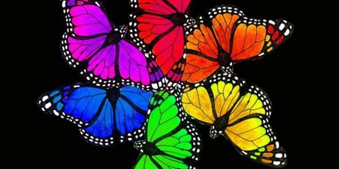 800x1000 Bright Butterflies, Hd Wallpapers & backgrounds Download - Elsetge