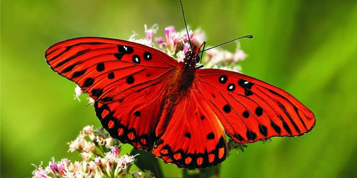 3840x2160 70+ Red Butterfly Wallpapers on WallpaperPlay