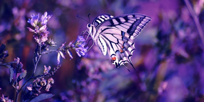1920x1200 Animals Backgrounds In High Quality: Purple Butterfly by Brook