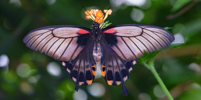3840x2160 Purple butterfly HD wallpaper download