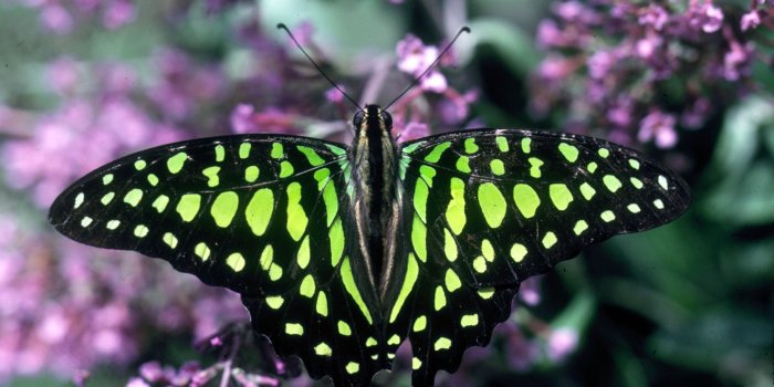 3840x2400 Exotic Butterfly Black со Yellow Color On Purple Flowers од