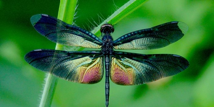 1066x800 Best 37+ Dragon Flies Background on HipWallpaper | Flowers