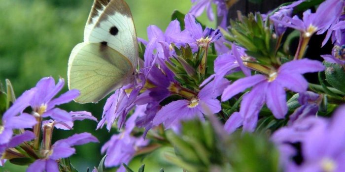 1920x1200 bug bugs A Butterfly on Purple Flowers – Animals Bugs HD Desktop