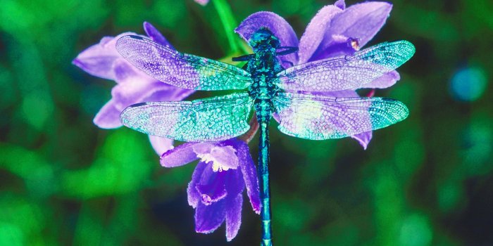 3300x2203 Dragonfly Medicine | Doowans NewsEvents - Clip Art Library